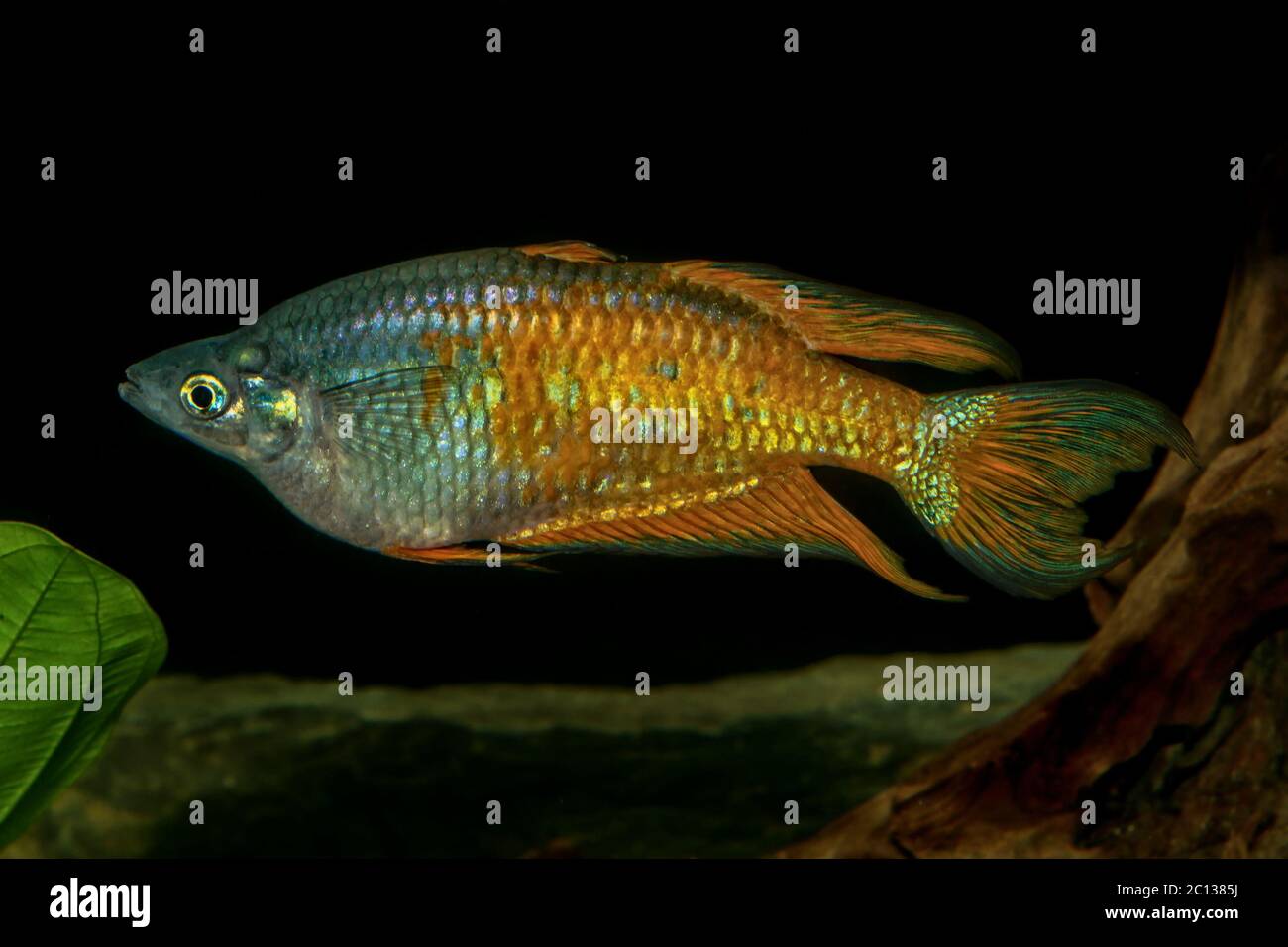 Portrait of rainbow fish (Melanotaenis) in aquarium Stock Photo