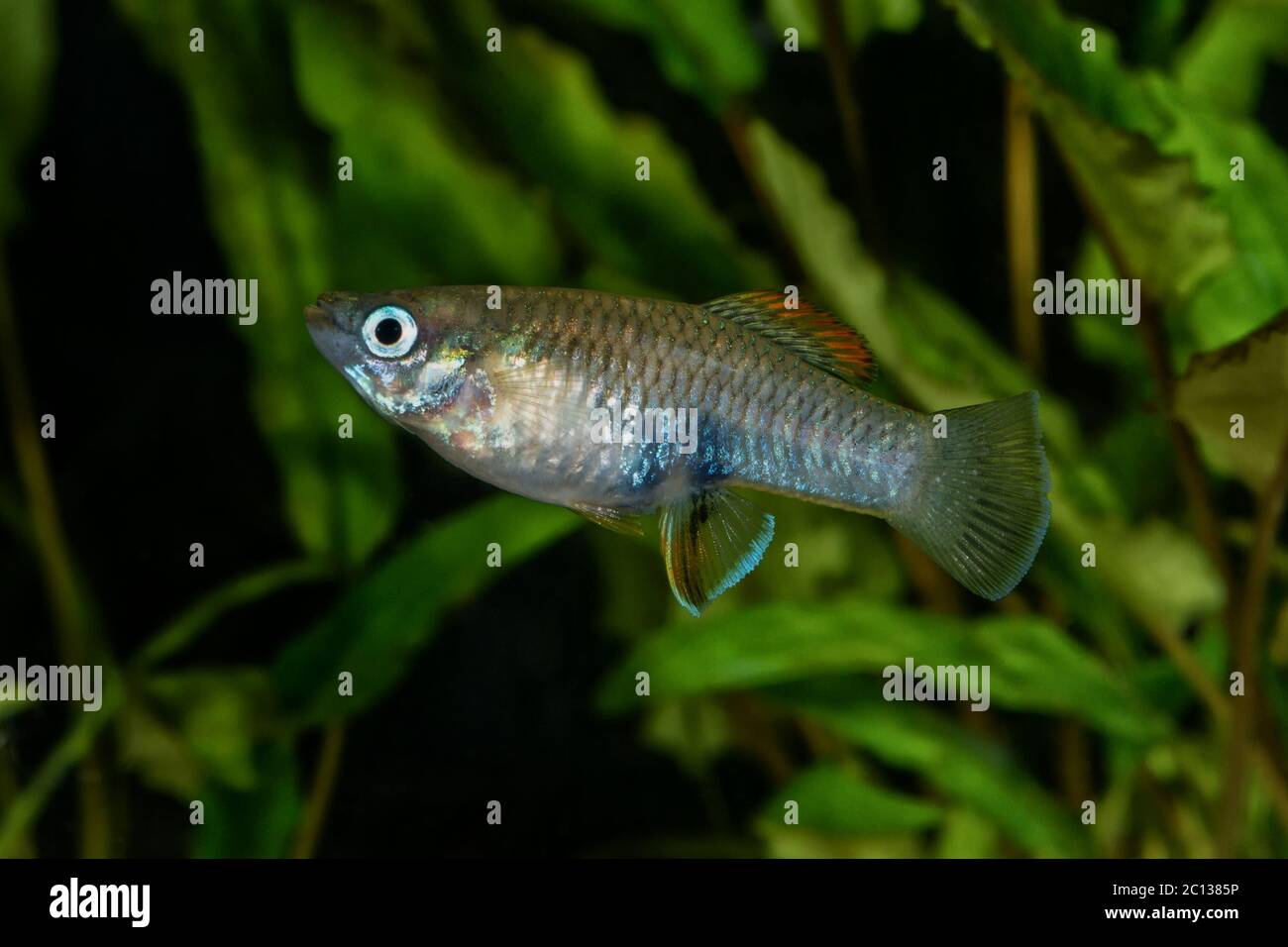 Portrait of livebearer fish (Brachyrhaphis roseni) in aquarium Stock ...