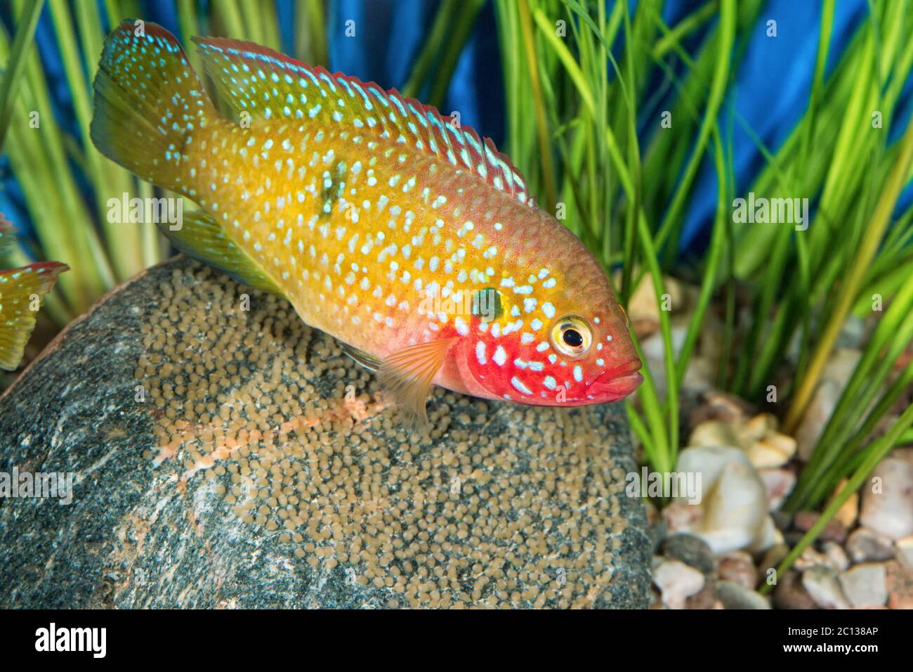 Portrait of cichlid fish (Hemichromis sp.) in aquarium Stock Photo