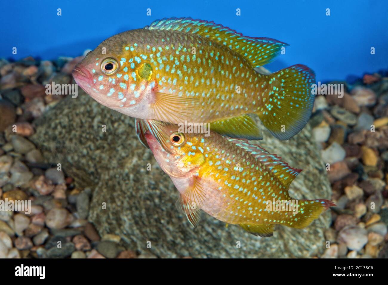 Portrait of cichlid fish (Hemichromis sp.) in aquarium Stock Photo