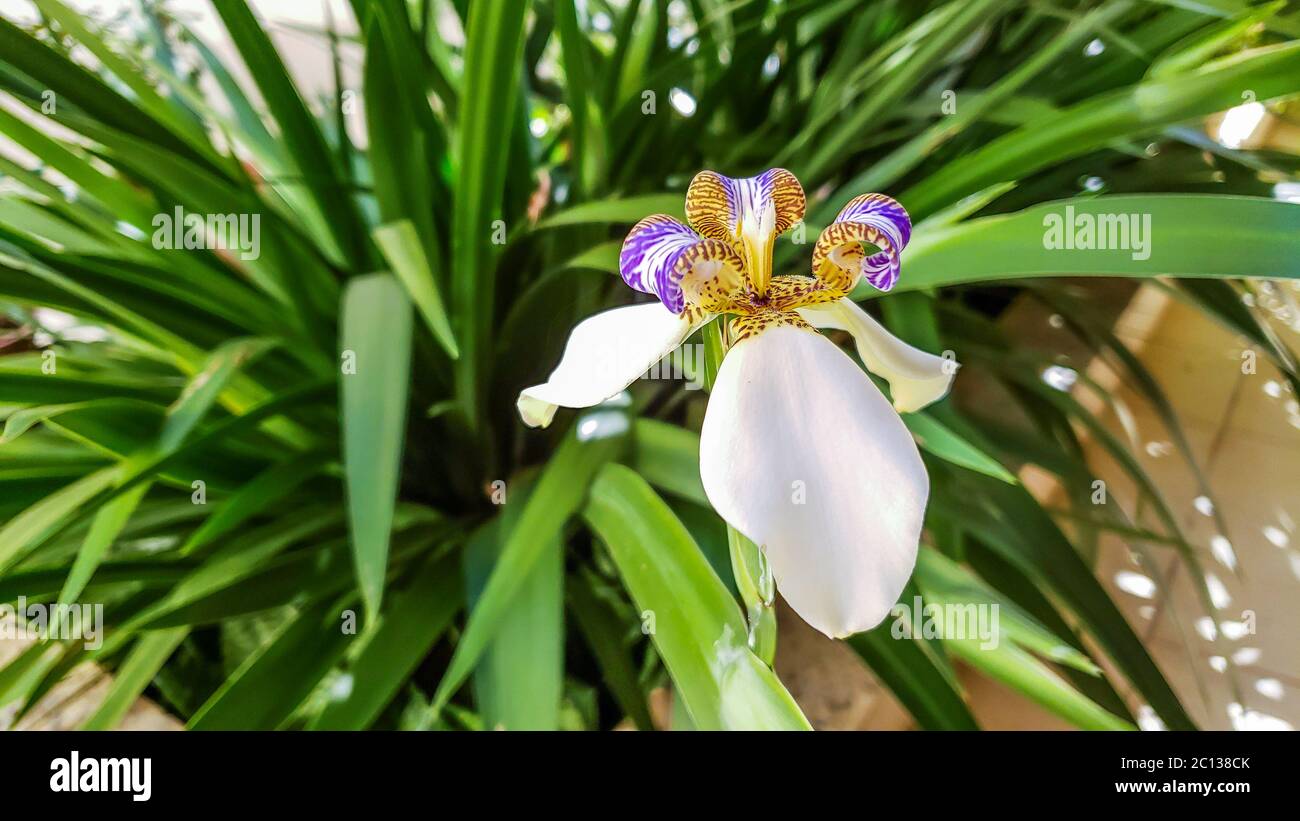 Neomarica candida known as iris-da-praia commonly used in home gardens and  landscaping. Isolated flower in green backgroud Stock Photo - Alamy