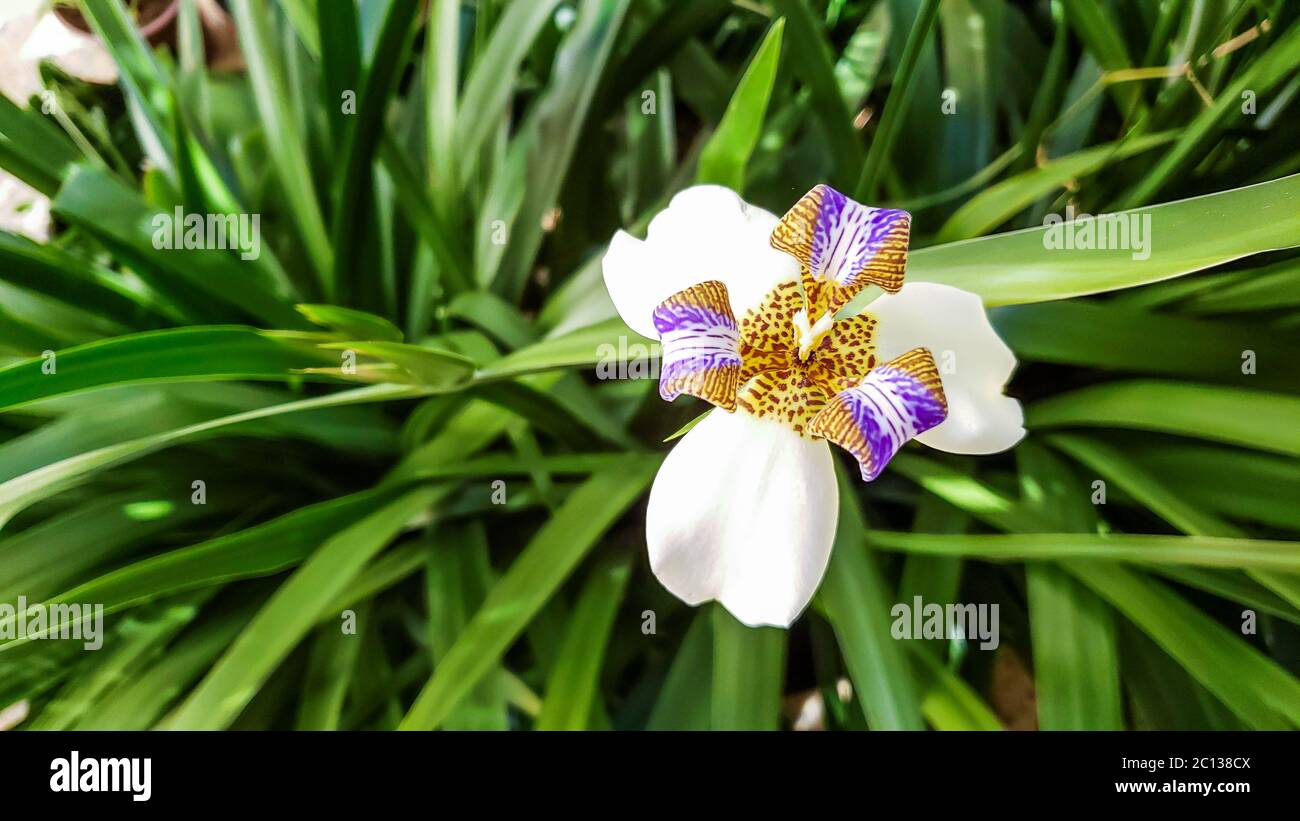 Neomarica candida known as iris-da-praia commonly used in home gardens and landscaping. Isolated flower in green backgroud Stock Photo