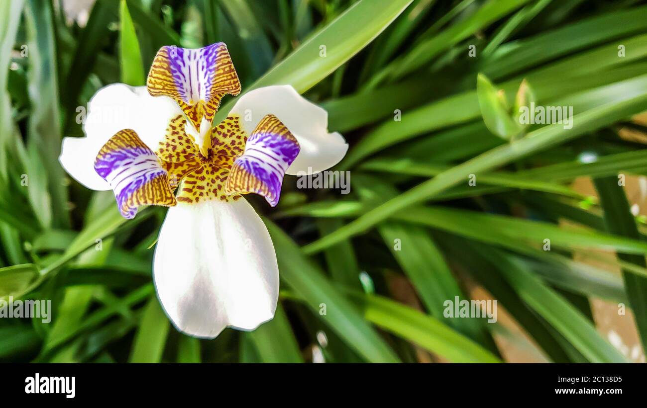 Neomarica candida known as iris-da-praia commonly used in home gardens and landscaping. Isolated flower in green backgroud Stock Photo