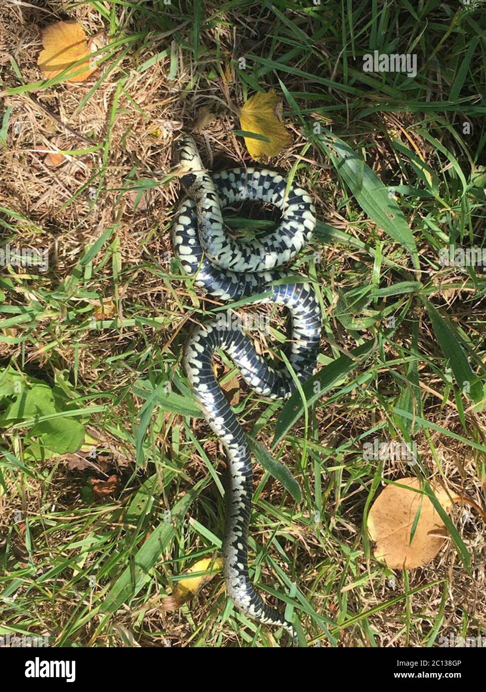 File:Grass Snake (Natrix natrix helvetica) playing dead