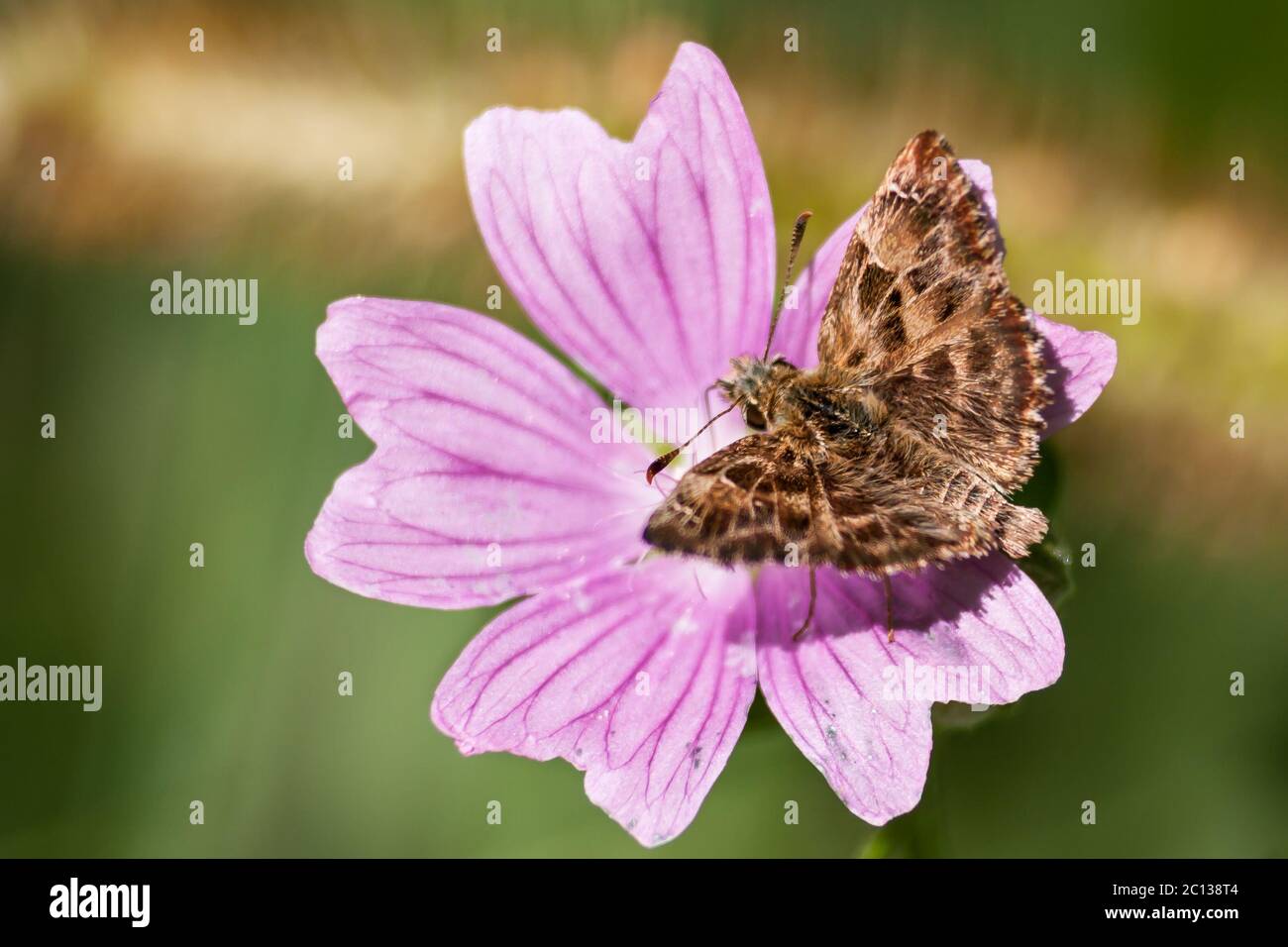 Mallow skipper (Carcharodus alceae), a butterfly of the family Hesperiidae perched in a pink flower (Malva sylvestris). Stock Photo