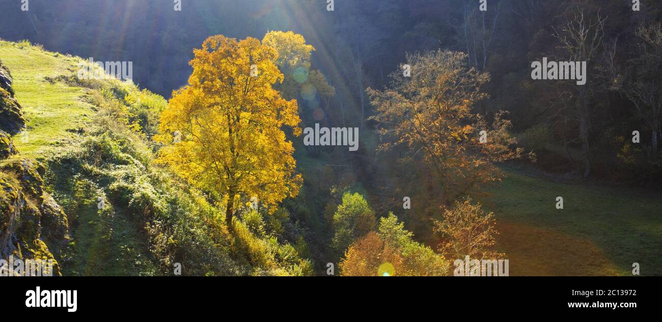Alone autumn tree on mountain at sunset . Stock Photo