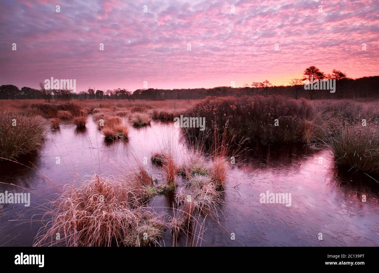 purple autumn sunrise over swamp Stock Photo - Alamy