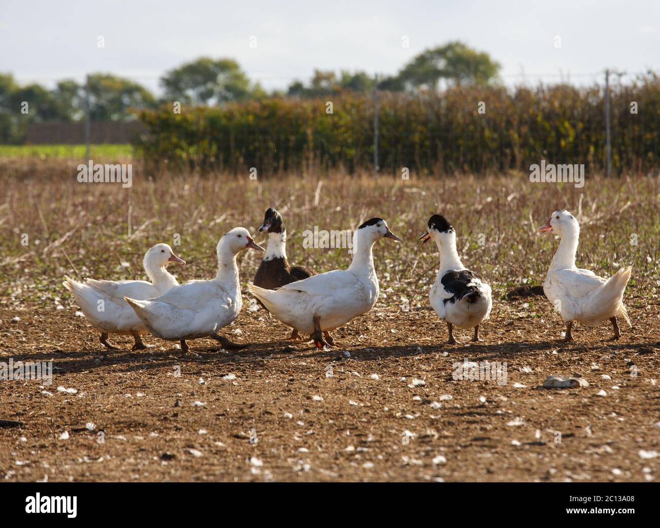 flock of duck roam freely in a lush green paddock of an organic breeding Stock Photo