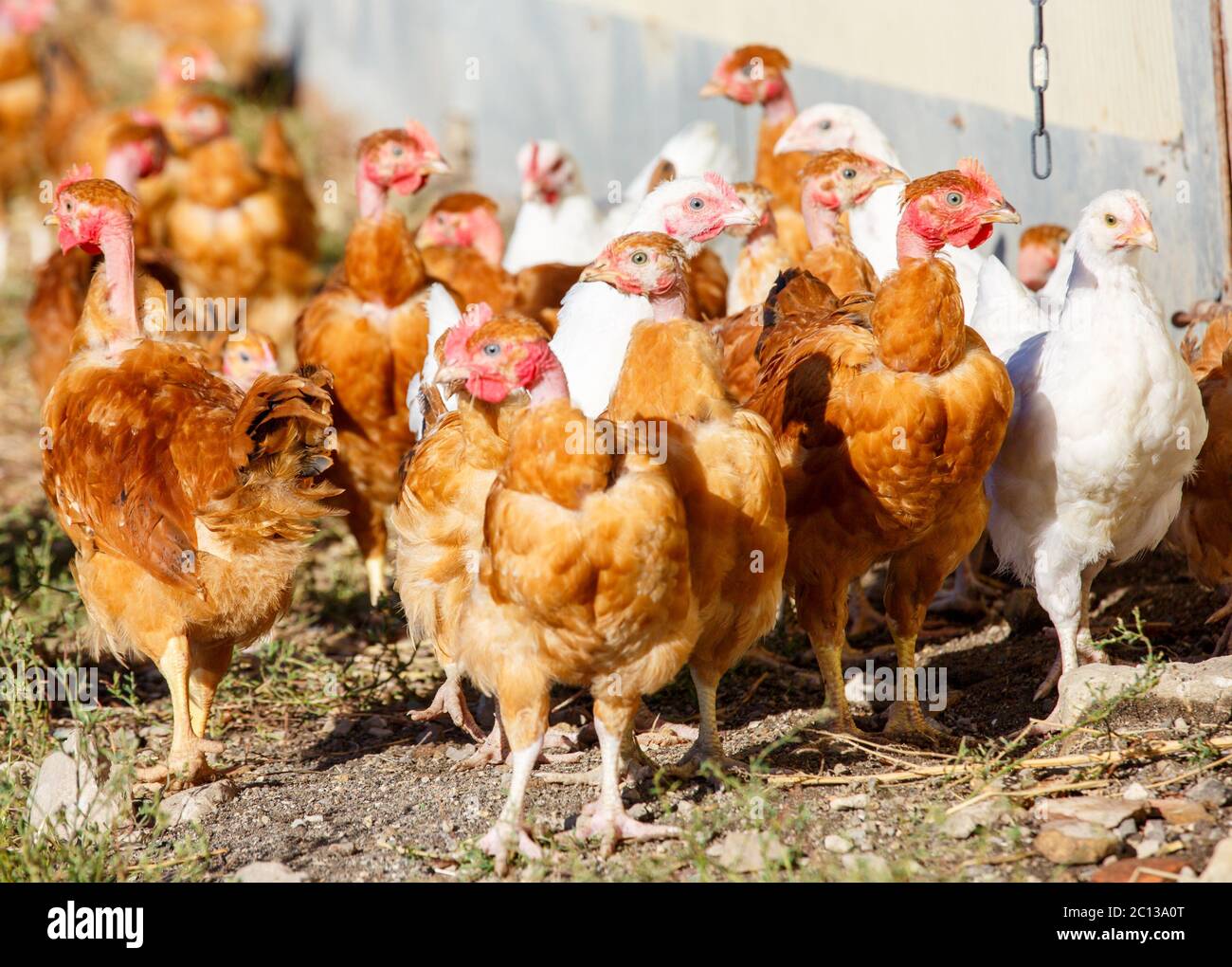 flock of chickens roam freely in a lush green paddock of an organic breeding Stock Photo