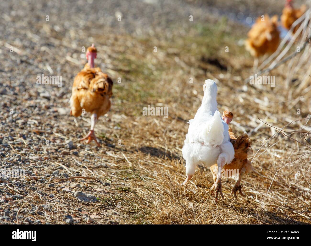 flock of chickens roam freely in a lush green paddock of an organic breeding Stock Photo
