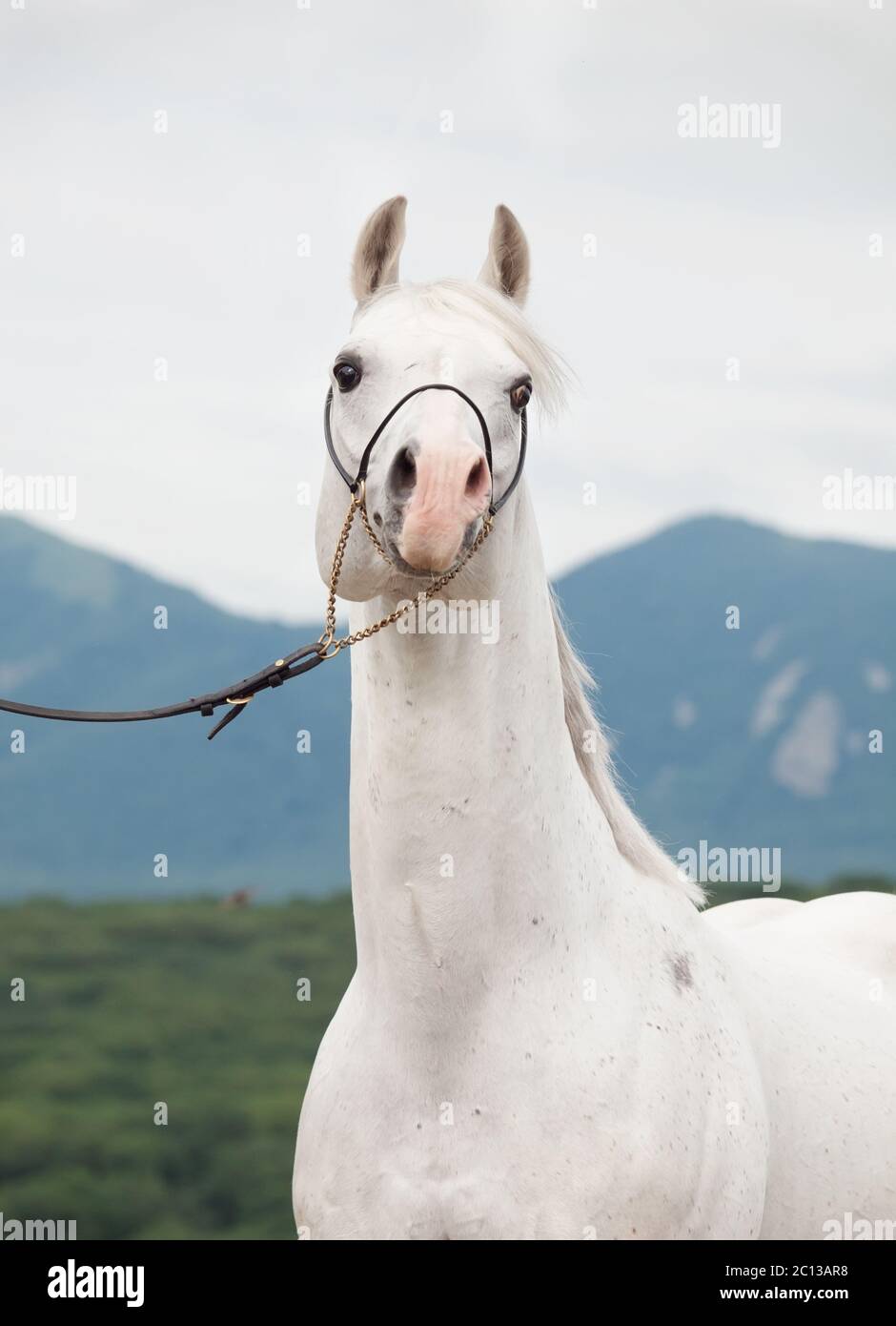 portrait of white arabian stallion at mountain background Stock Photo