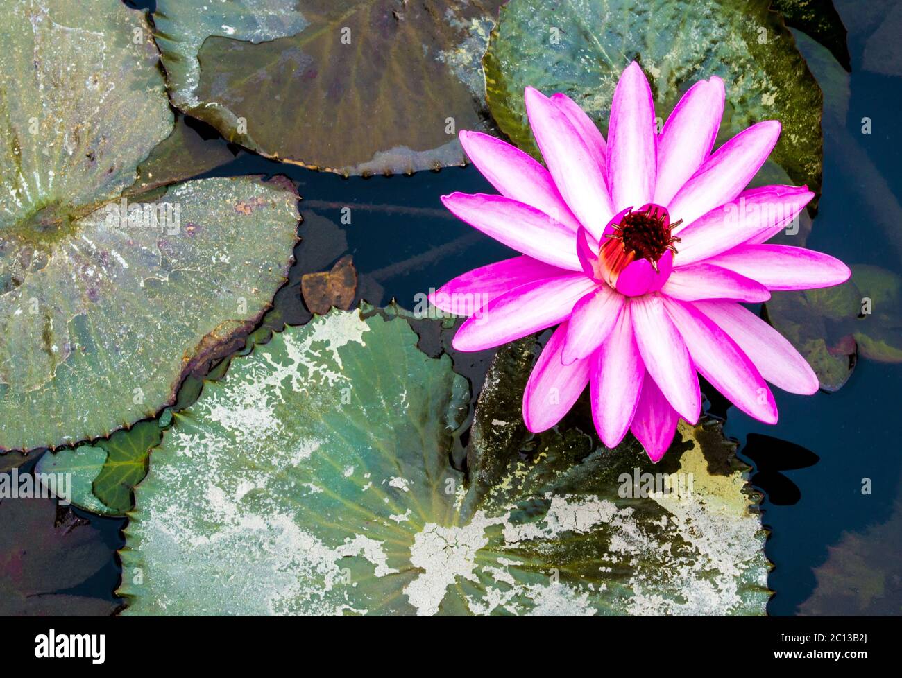 Egyptian bean lily hi-res stock photography and images - Alamy