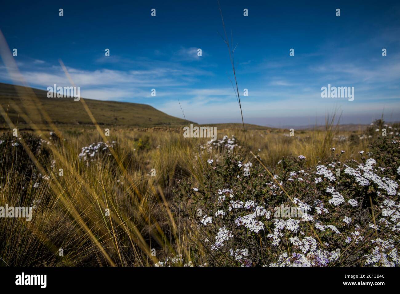 pasture and beautiful white flowers in the middle of the countryside and blue sky Stock Photo