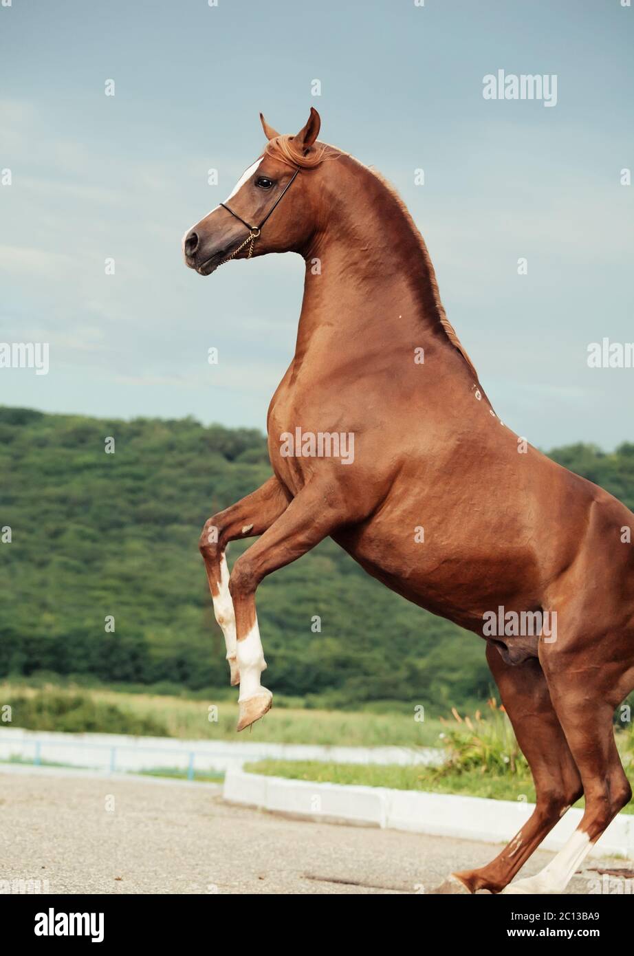 arabian chestnut stallion rearing. Stock Photo
