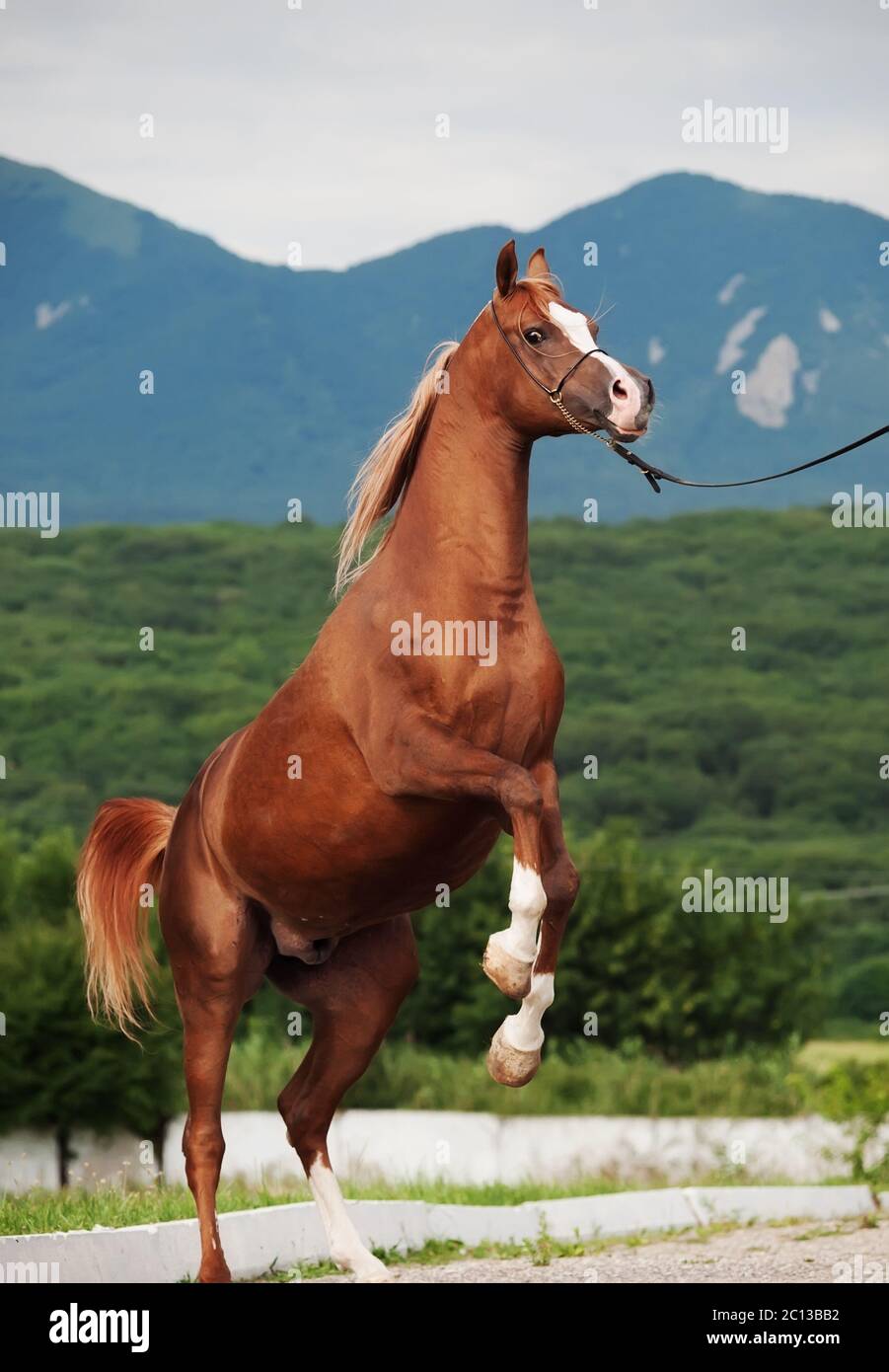 arabian chestnut stallion rearing. at mountain background Stock Photo