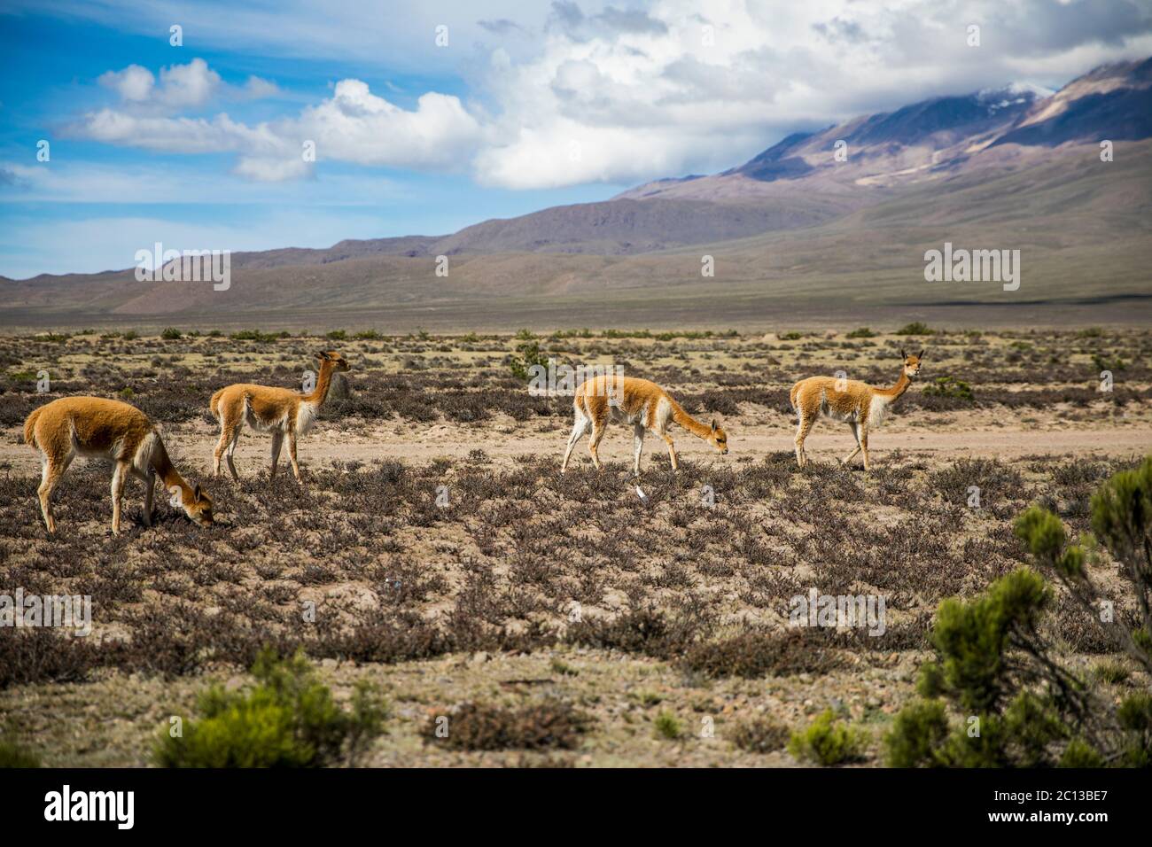 vicunas near the volcano, clouds and blue sky Stock Photo