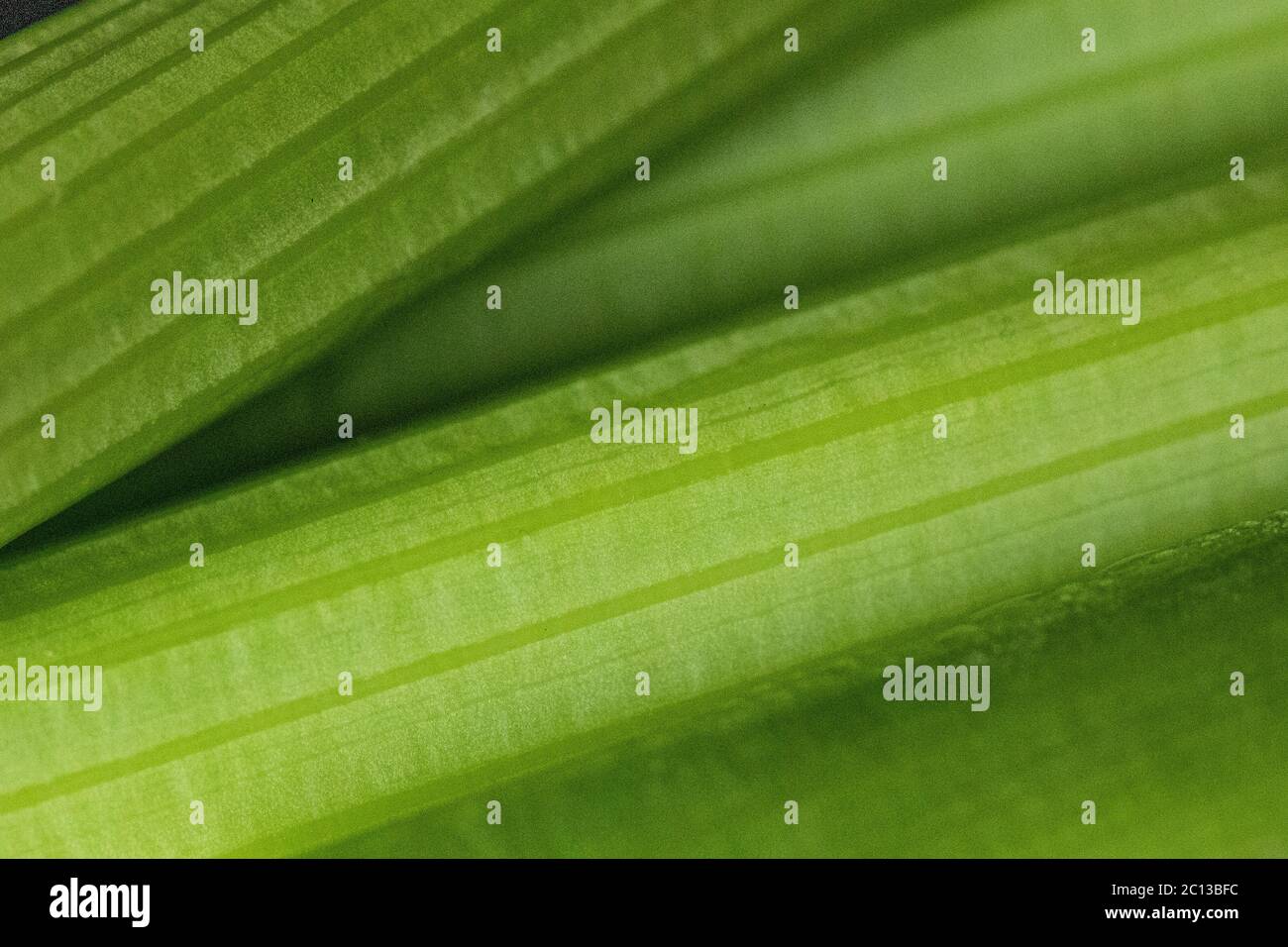 Cut celery stalks filling the frame Stock Photo