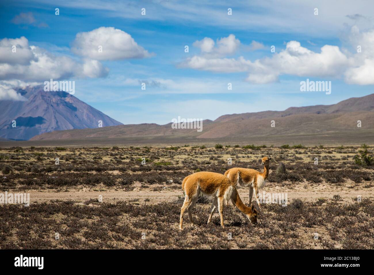 vicunas in the desert near the volcano, clouds and blue sky Stock Photo