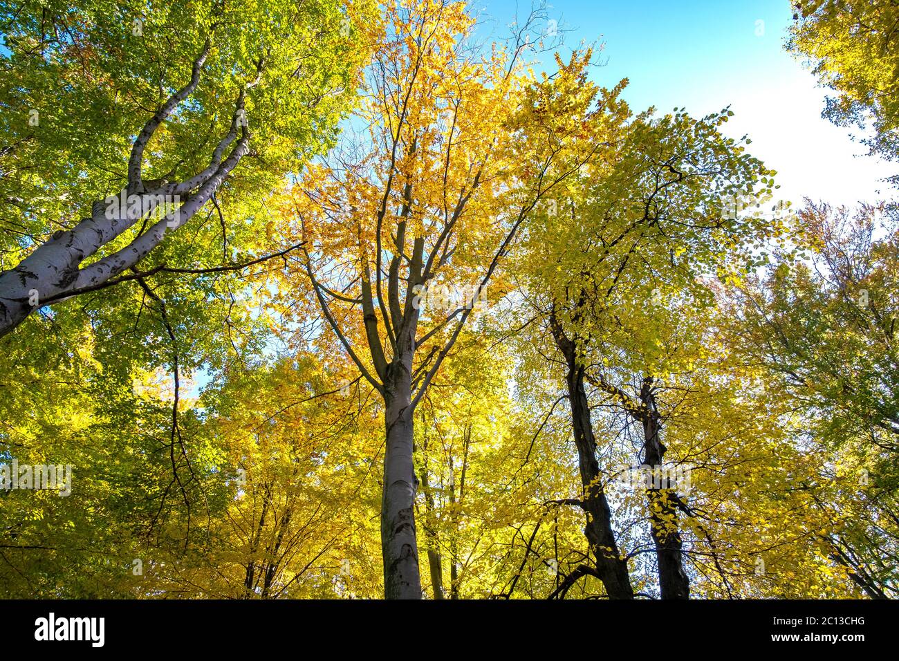 Fall Perspective Perspective from down to up view of autumn forest with bright orange ...