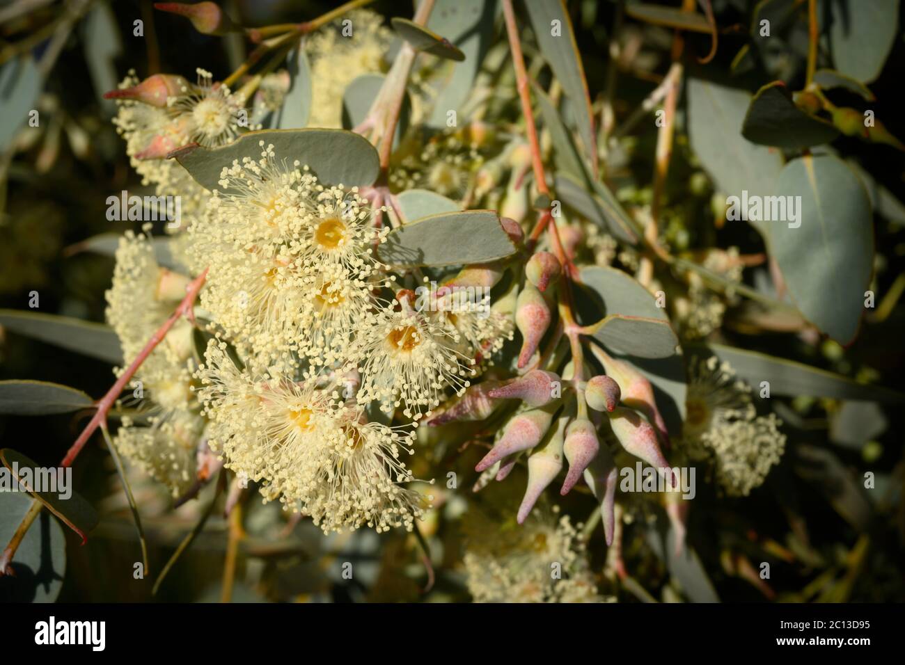 Close up of mass of cream coloured flowers on Eucalyptus gilllii or Curly Mallee a native eucalypt indigenous to far western NSW, Australia. Stock Photo