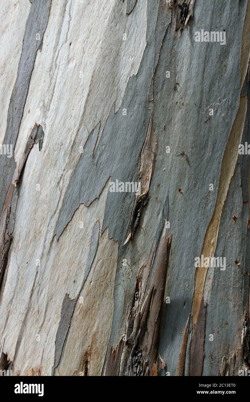 Grey, blue, silver and yellow strips of bark on a eucalyptus tree. Stock Photo