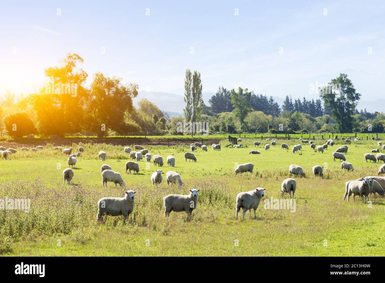 beautiful meadow with sheep in blue sky Stock Photo - Alamy