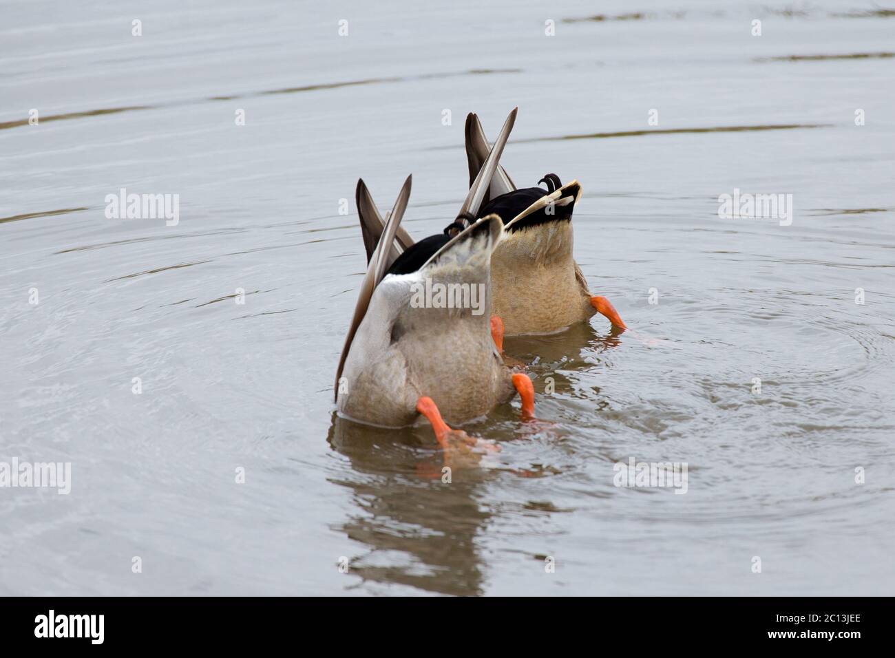 Mallards feeding Stock Photo