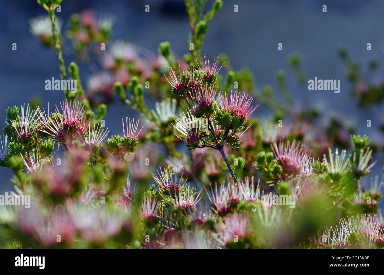 Back lit red, pink and white spiky flowers of the Australian native Clustered Scent Myrtle, Darwinia fascicularis, growing in heath along the Little M Stock Photo