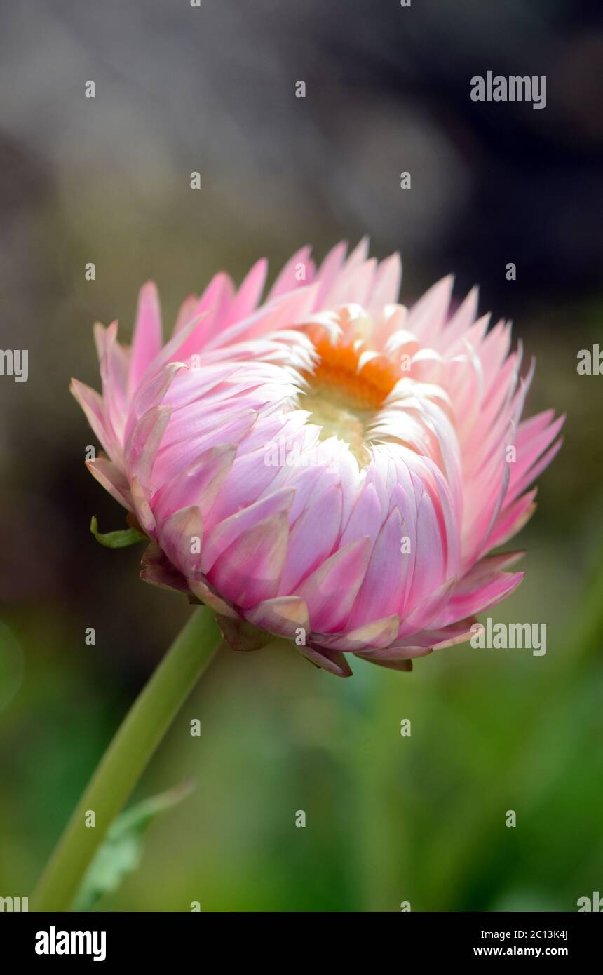 Australian native pink and white everlasting daisy flower; Xerochrysum bracteatum, family Asteraceae. Also known as paper daisies and strawflowers. En Stock Photo