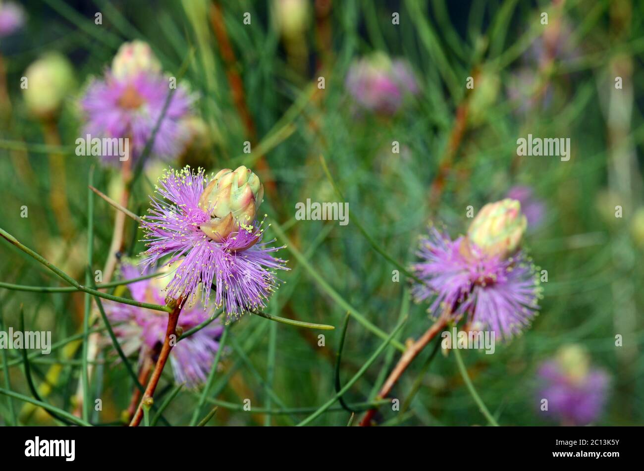 Australian native purple flowers of the Wiry Honey myrtle, Melaleuca filifolia, family Myrtaceae. Endemic to the central west coast of Western Austral Stock Photo