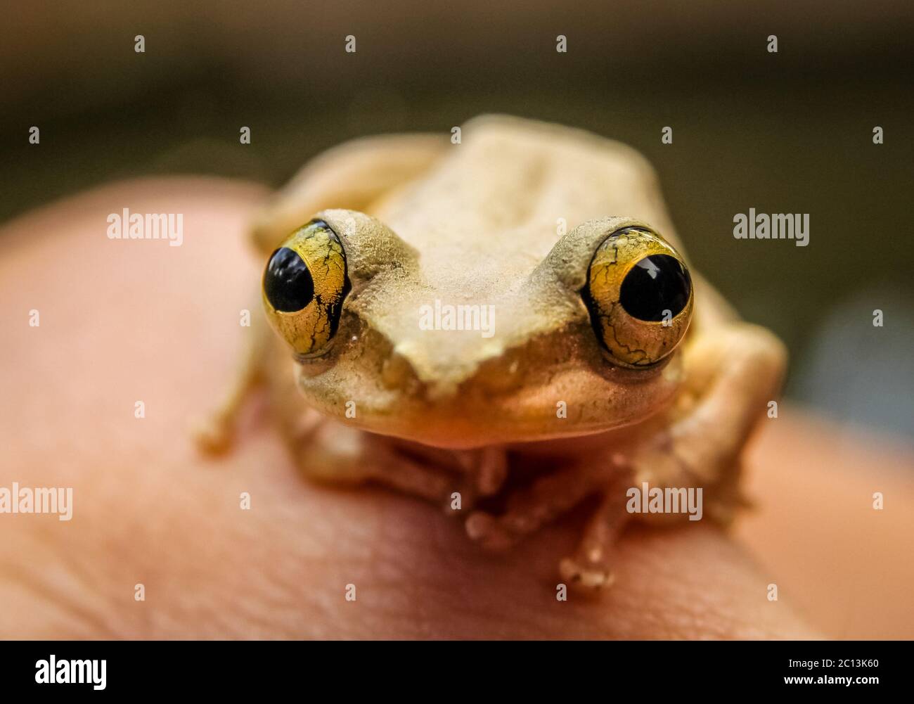 African toad hi-res stock photography and images - Page 4 - Alamy