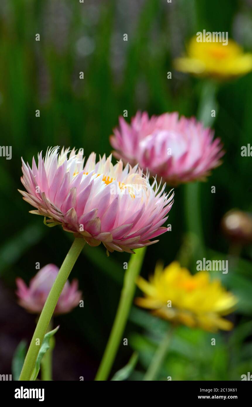 Australian native pink and white everlasting daisies; Xerochrysum bracteatum, family Asteraceae. Also known as paper daisies and strawflowers. Endemic Stock Photo