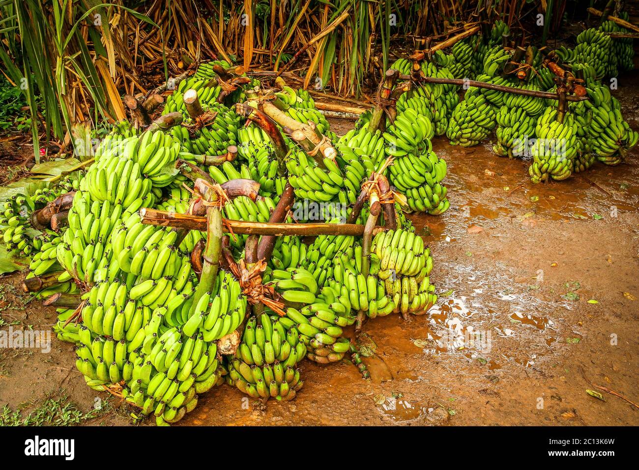 Big bunch of bananas Stock Photo