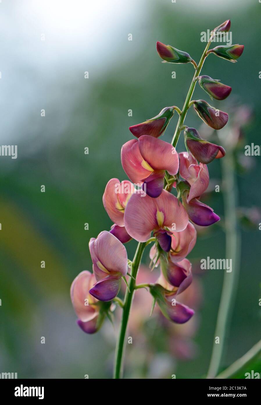 Peach colored Australian Indigo flowers, Indigofera australis, family fabaceae. Widespread in woodland and open forest in New South Wales, Queensland, Stock Photo