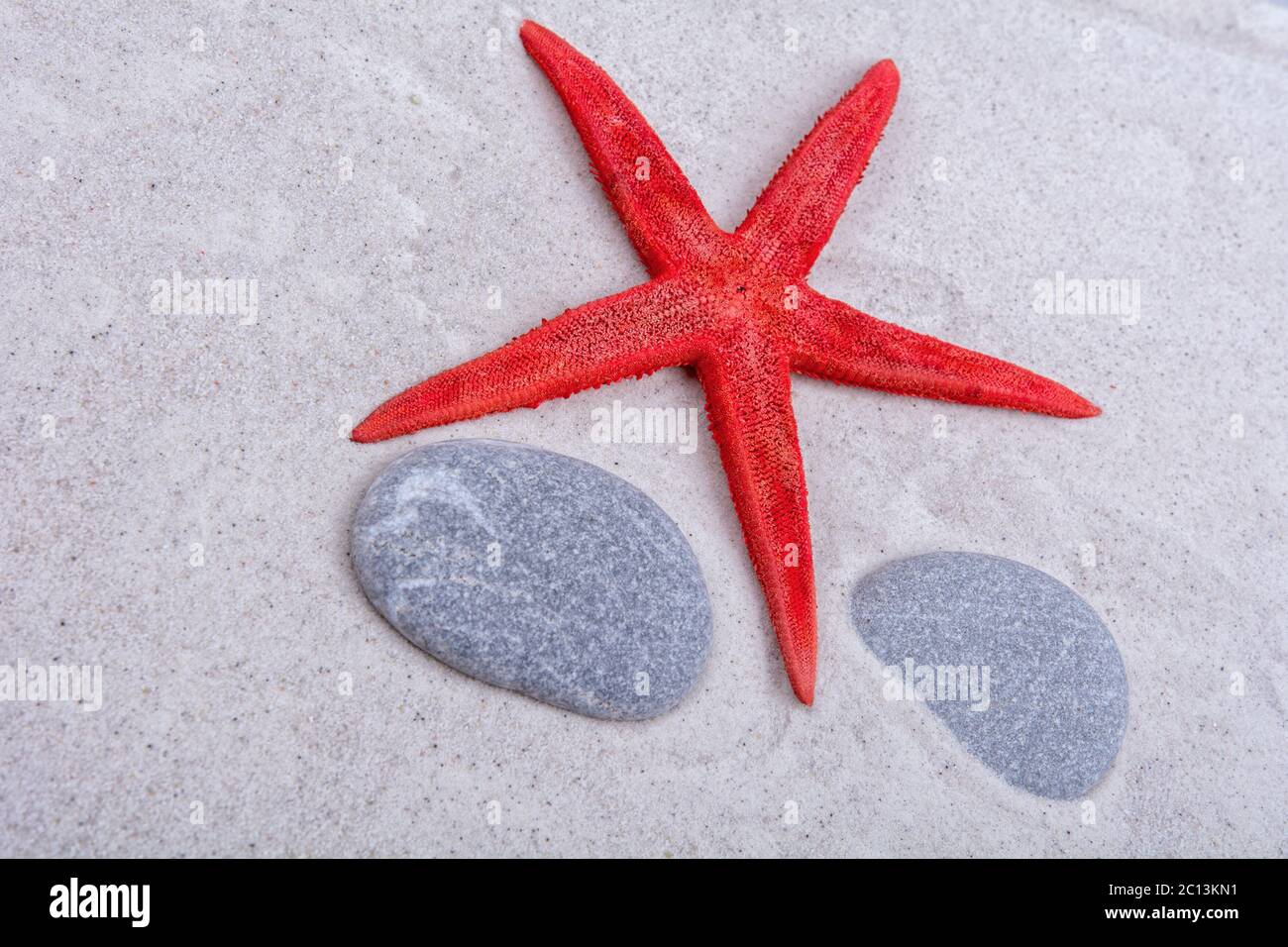 White starfishes and two shells on a sand Stock Photo