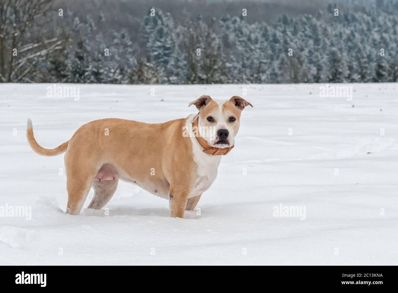 Portrait of staffordshire bull terrier Stock Photo