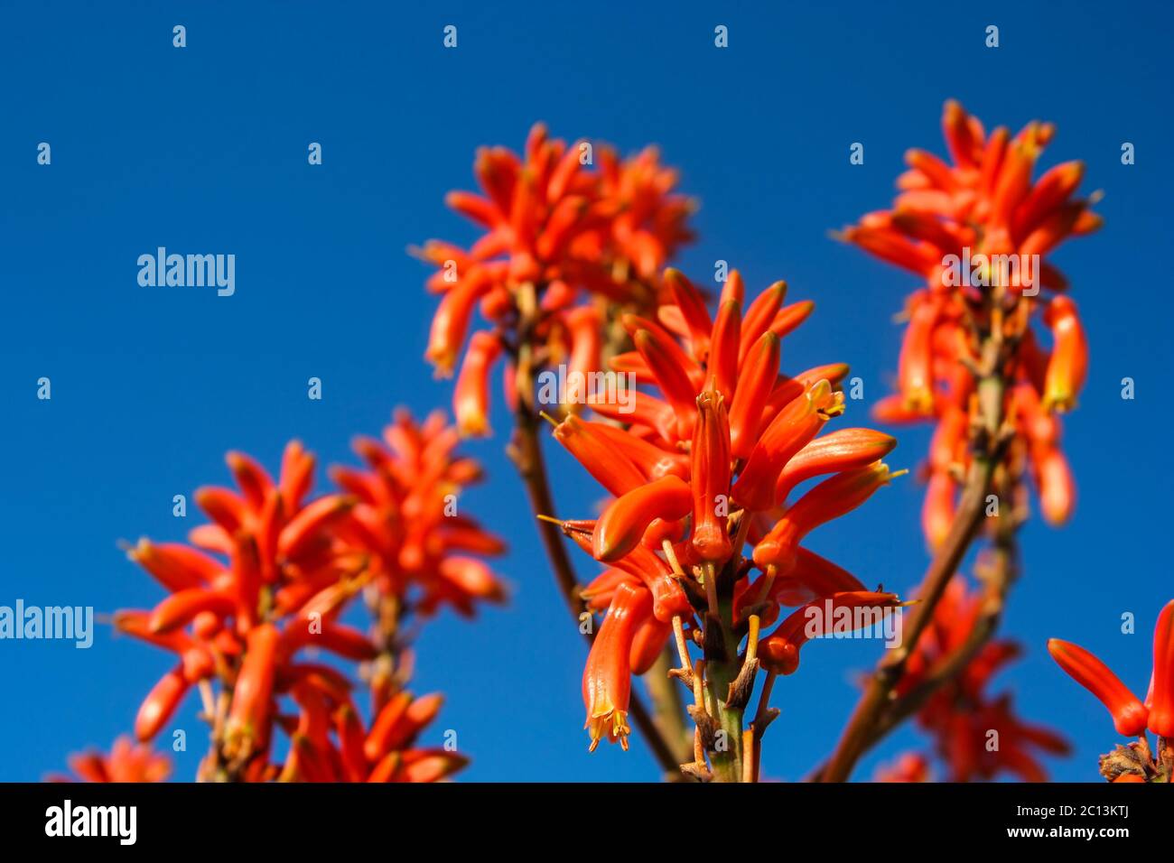Aloe vera flowers Stock Photo