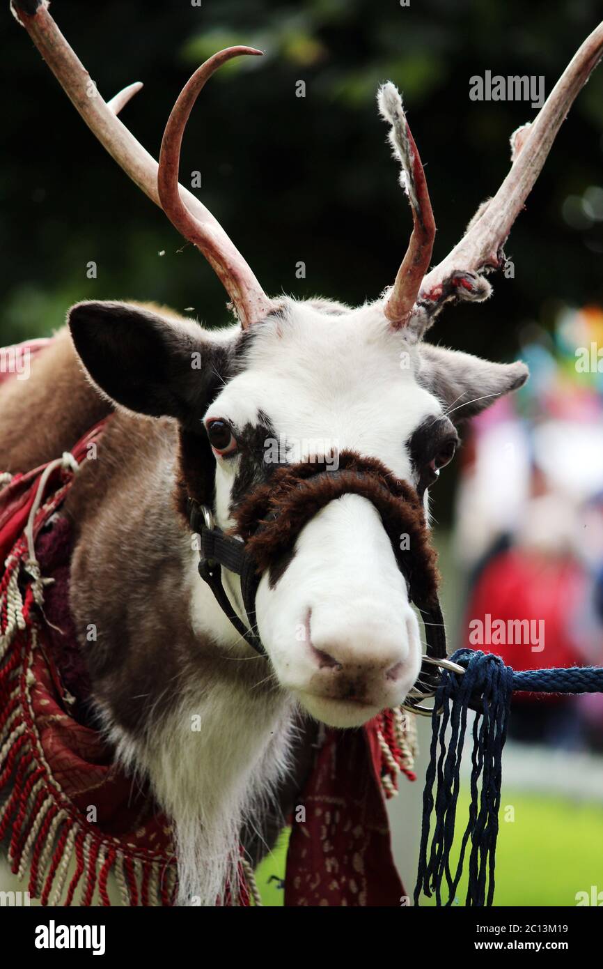 Reindeer Rangifer tarandus is in harness on holiday. Stock Photo