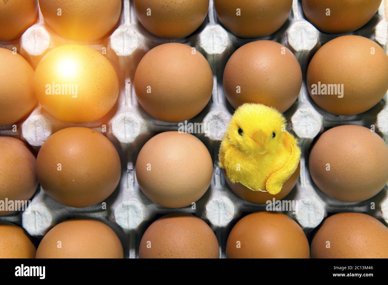 Toy chicken in shell of egg between eggs in packing Stock Photo