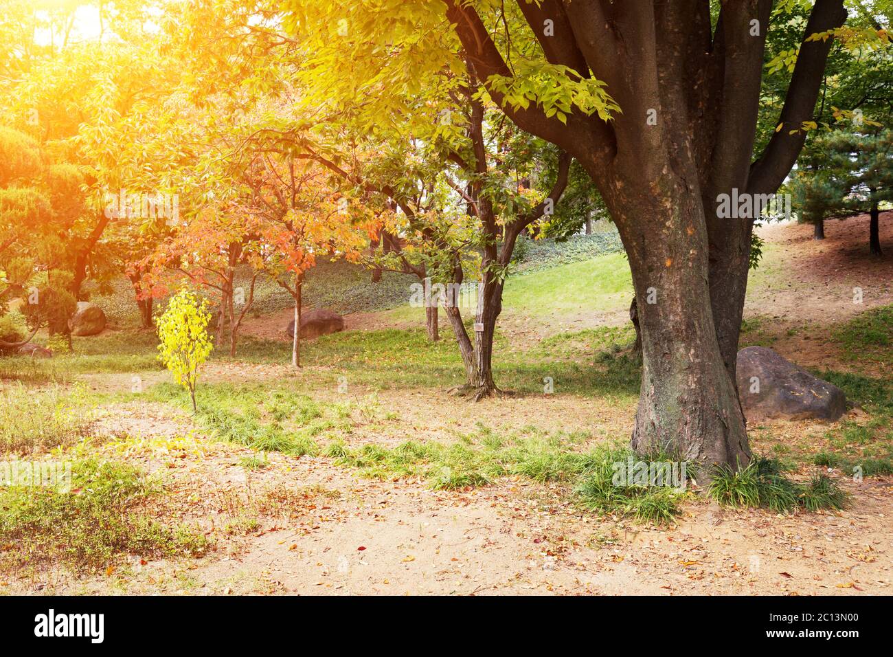 Green trees in park with sunbeam Stock Photo