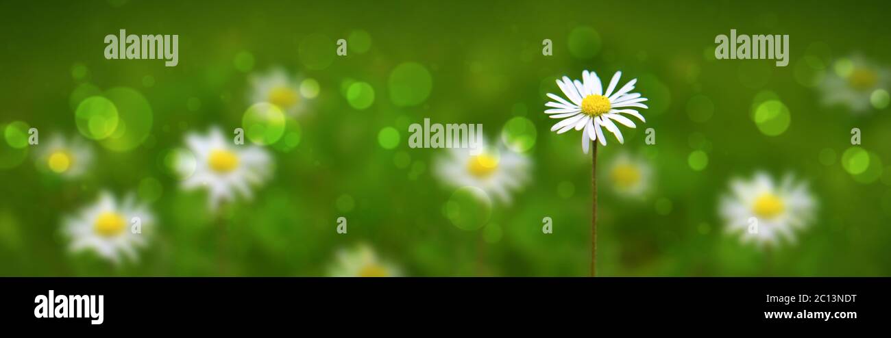 Daisy green background hi-res stock photography and images - Alamy