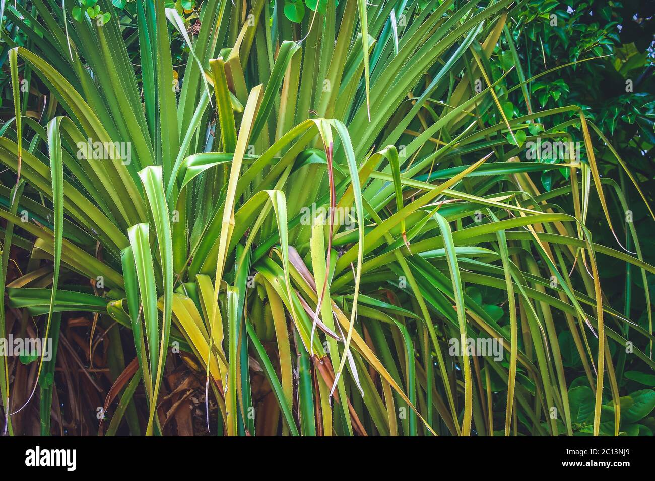 Dracaena marginata plant Stock Photo