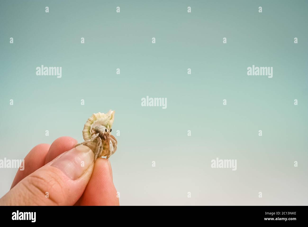 Tiny crab in human hand Stock Photo Alamy