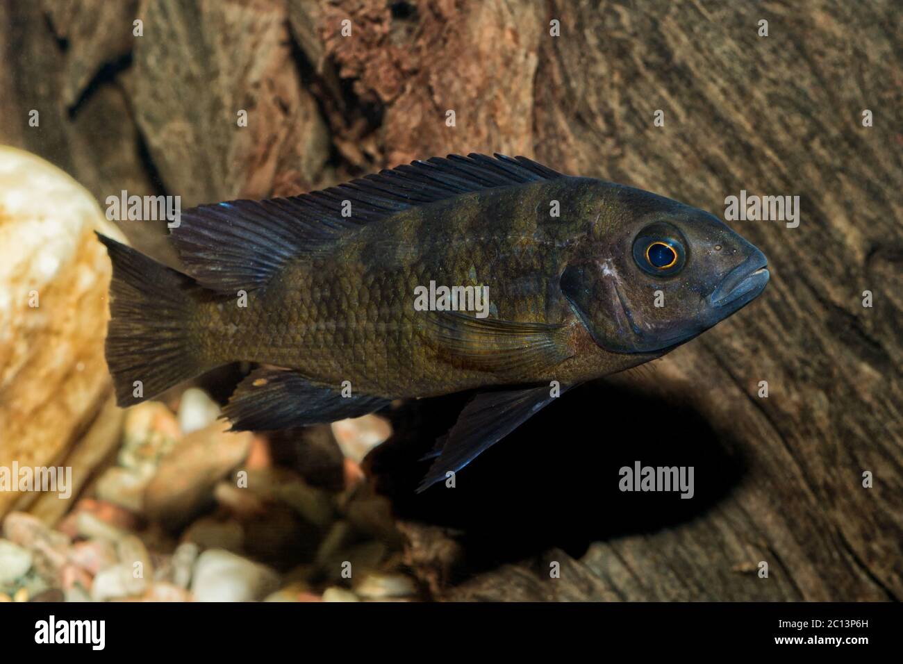 Portrait of cichlid fish (Pseudotropheus crabro) Stock Photo
