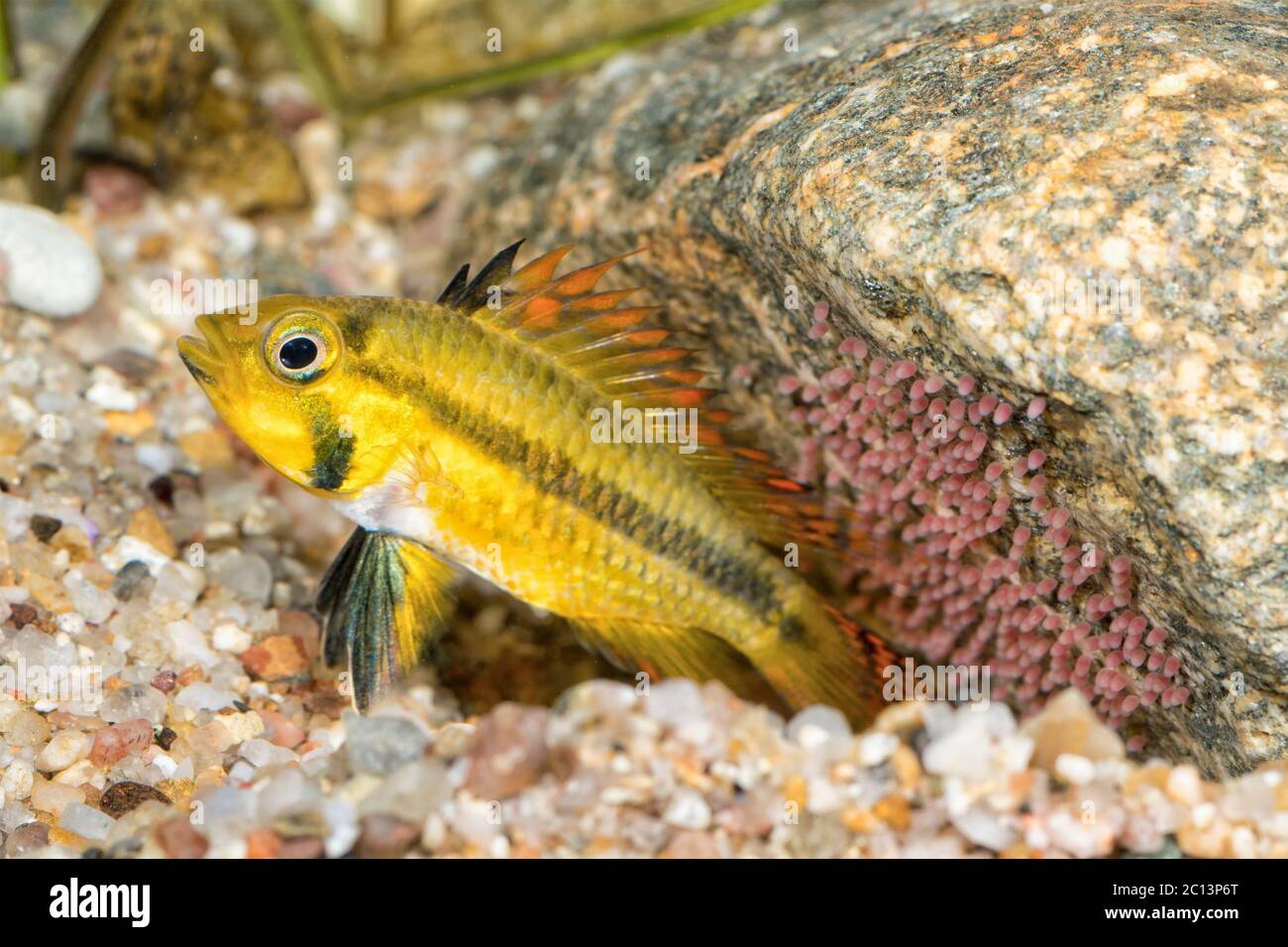 Portrait of cichlid fish (Apistogramma cacatuoides) Stock Photo