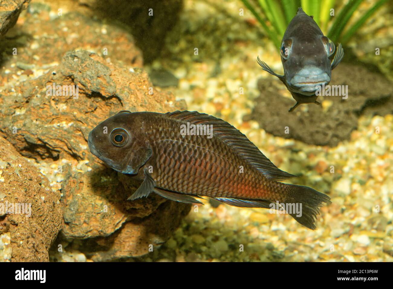 Portrait of cichlid fish (Tropheus sp.) Stock Photo