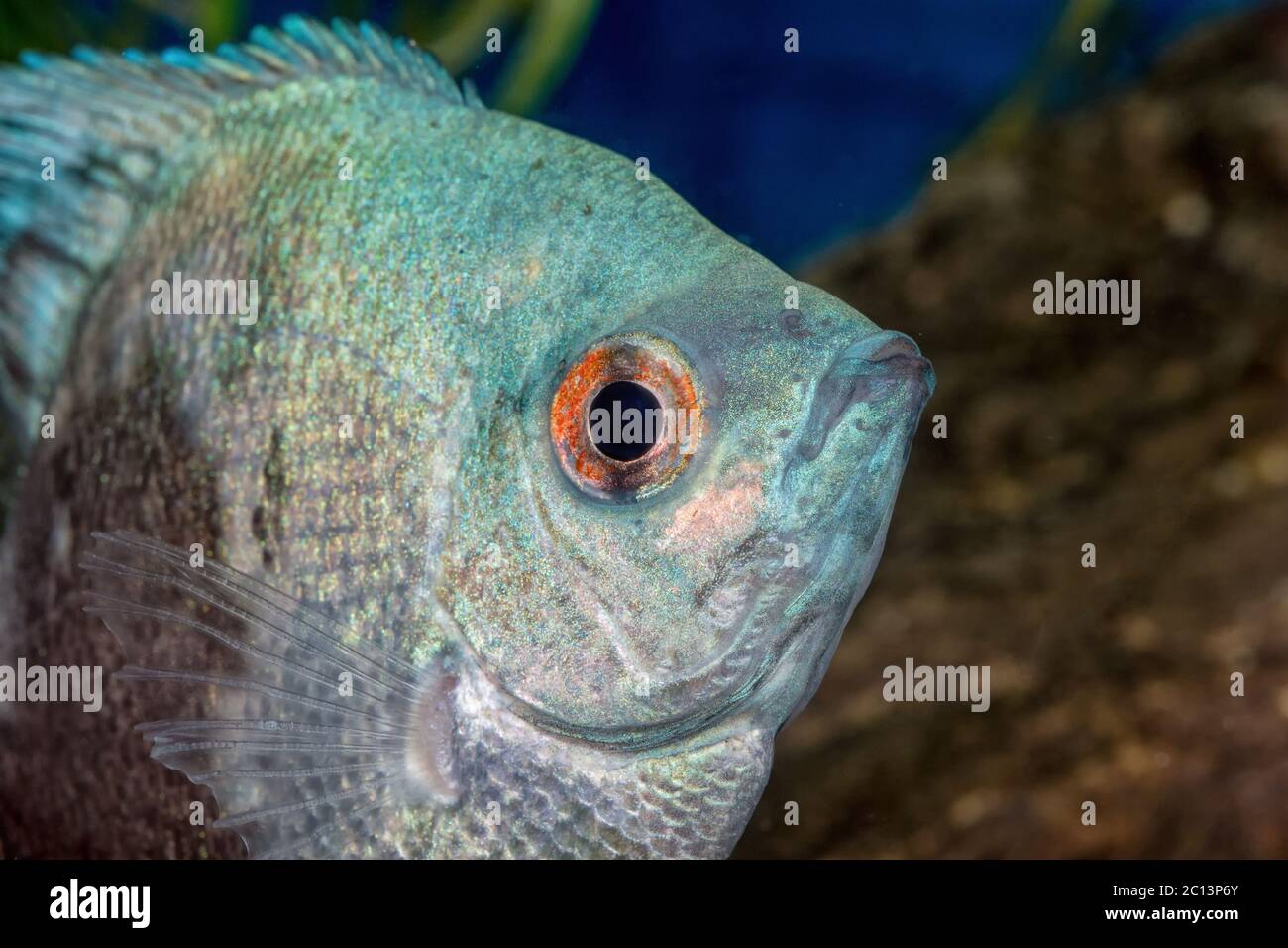 Portrait of cichlid fish (Pterophyllum scalare) Stock Photo