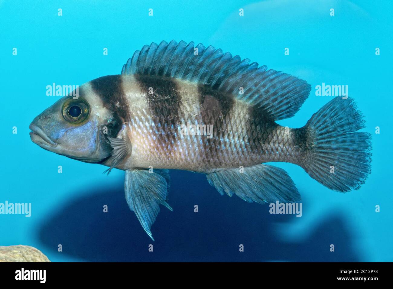 Portrait of cichlid fish (Neolamprologus sexfasciatus) Stock Photo