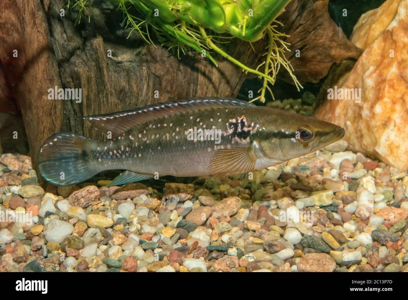 Portrait of cichlid fish (Crenicichla saxatilis) Stock Photo