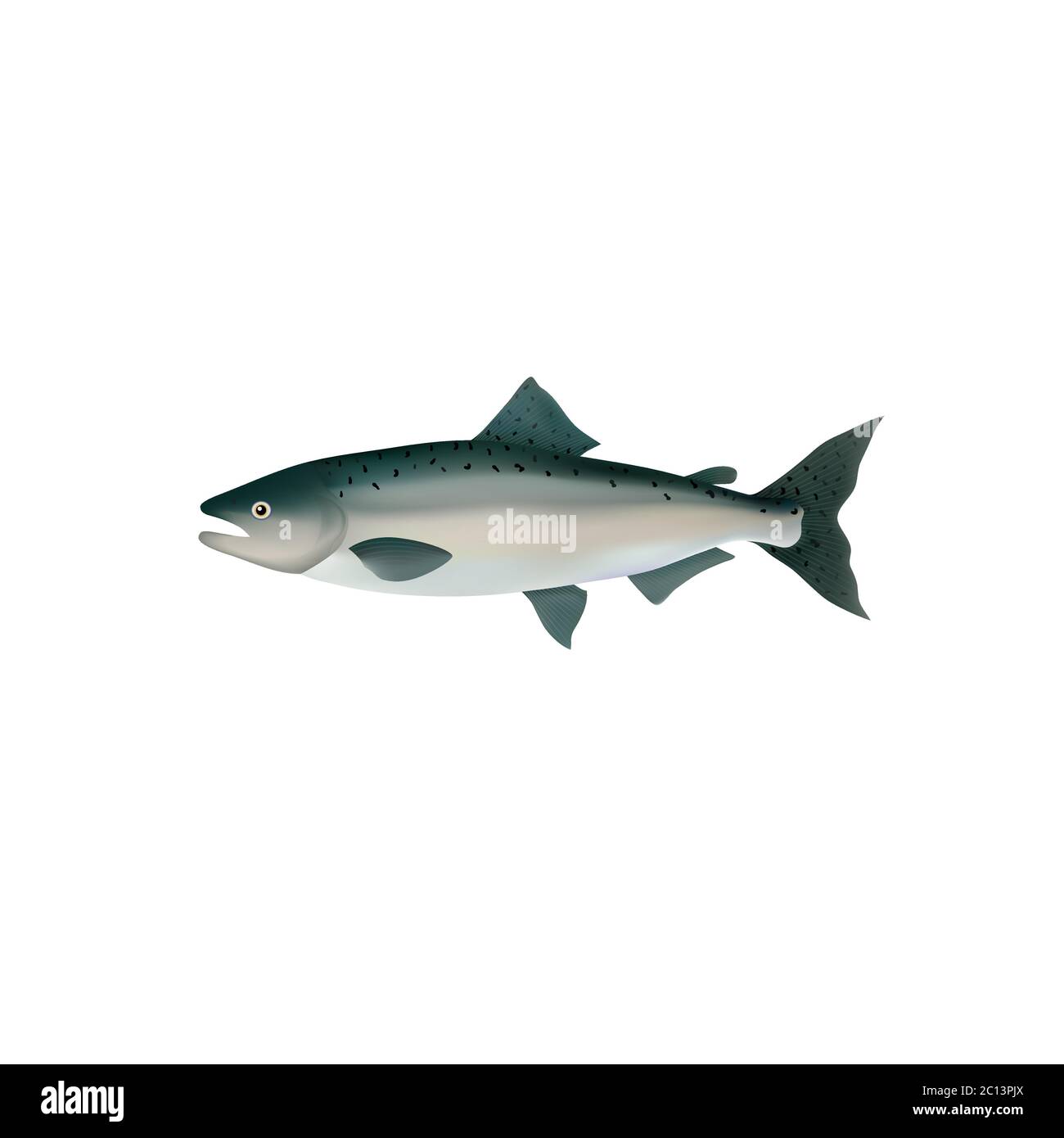 Salmon fish realistic vector illustration. Whole salmon isolated on white background. Seafood product and healthy nutrition. Stock Vector